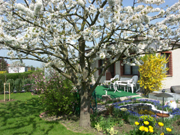 Kirschbl�te
