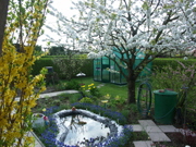 Gartenteich + Kirschbl�te