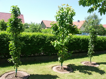Bäume Für Garten. schnellwachsende b ume f r den garten nowaday garden